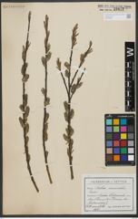 Foto von Salix viminalis L.
